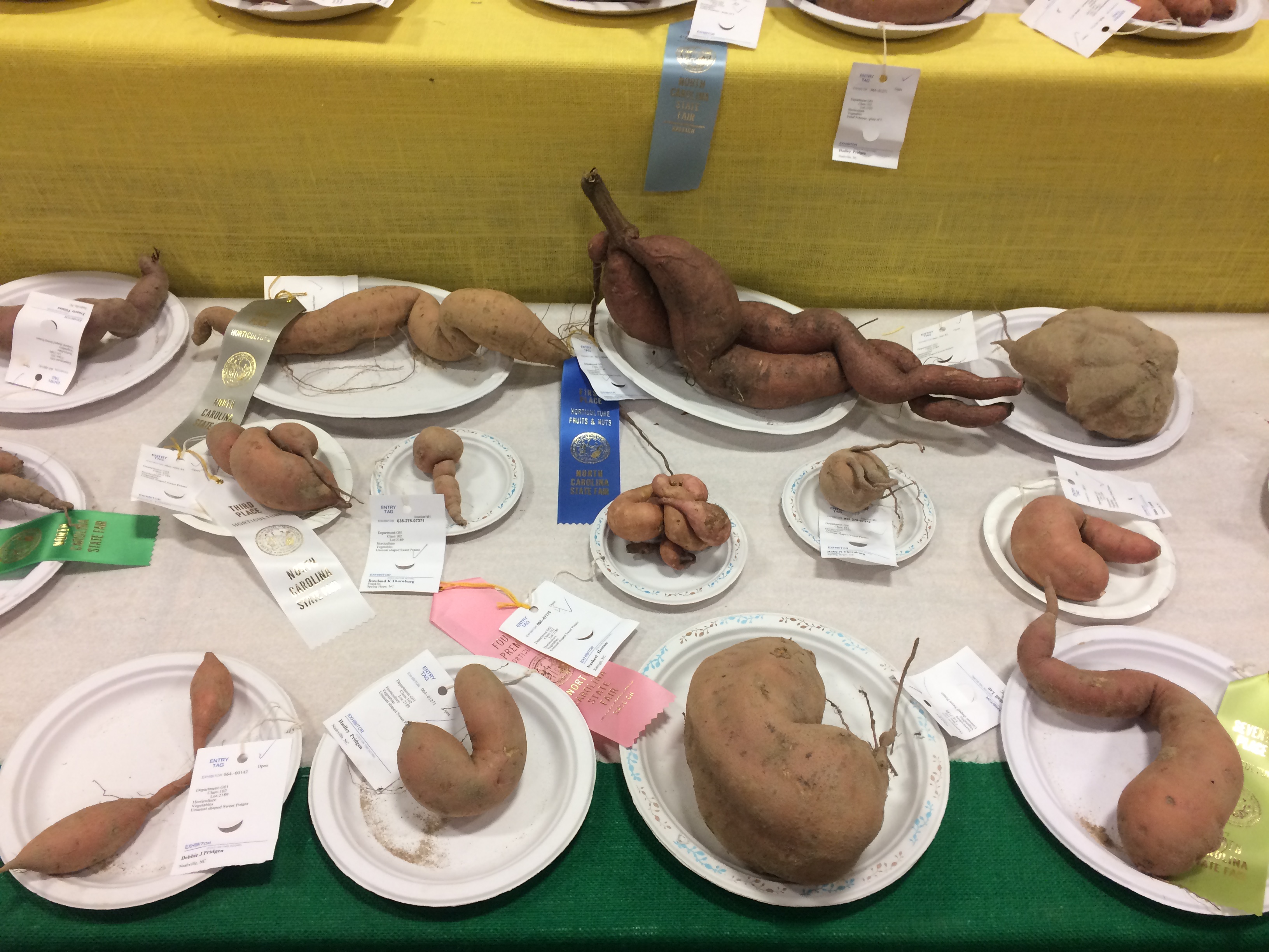 Last Call For Sweet Potato Slips Plants For Human Health Institute STEM